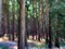 forêt - zadarmo png animovaný GIF