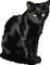 black cat - 免费动画 GIF 动画 GIF