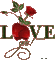 Ladybird - ROSE LOVE