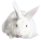 Kaz_Creations Animals Rabbit Hare - zadarmo png animovaný GIF
