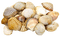 Shells katrin - gratis png geanimeerde GIF