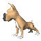 dog - Безплатен анимиран GIF анимиран GIF