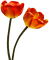 tulipan - gratis png animeret GIF