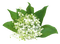 Lily of the valley - ingyenes png animált GIF