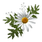 daisy flowers  marguerite fleurs printemps - PNG gratuit GIF animé