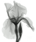 blume flowers - безплатен png анимиран GIF