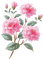 flowers - 無料png アニメーションGIF