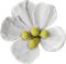 Flower Blume white yellow - ingyenes png animált GIF