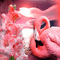 flamingo bg 🦩🦩flamant rose fond - Nemokamas animacinis gif animuotas GIF