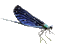 dragonfly gif
