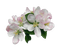 Apple Blossom - ilmainen png animoitu GIF
