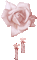 Flower, Flowers, Rose, Roses, Deco, Decoration, Pink - Jitter.Bug.Girl - Nemokamas animacinis gif animuotas GIF