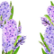 hyacinth flowers frame - безплатен png анимиран GIF