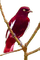birds katrin - бесплатно png анимированный гифка