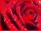 rose rouge - бесплатно png анимированный гифка