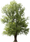trees bp - png ฟรี GIF แบบเคลื่อนไหว