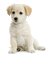 dog schlappi50 - Безплатен анимиран GIF анимиран GIF
