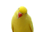 Kaz_Creations Parrot Bird - png gratuito GIF animata
