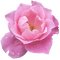pink flower - ilmainen png animoitu GIF