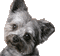 chien - Bezmaksas animēts GIF animēts GIF