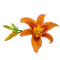 kikkapink lily flower spring orange deco scrap - Free PNG Animated GIF