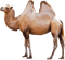 Kaz_Creations Camel - δωρεάν png κινούμενο GIF
