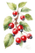 Berry Branch - darmowe png animowany gif