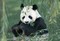 panda - δωρεάν png κινούμενο GIF