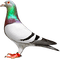 soave deco bird dove pigeon black white