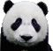 panda - Безплатен анимиран GIF анимиран GIF