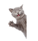 Zizi_Diamond Cat - PNG gratuit GIF animé