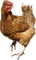 Kaz_Creations Chicken - gratis png animeret GIF