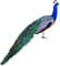 Peacock - besplatni png animirani GIF