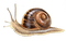 Kaz_Creations Snail - Free PNG Animated GIF