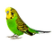 patymirabelle oiseau perroquet - zdarma png animovaný GIF