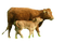 vache - png gratuito GIF animata