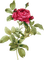 rose - besplatni png animirani GIF