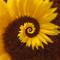 sunflower sonnenblume tournesol - GIF animé gratuit GIF animé
