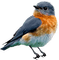bird - безплатен png анимиран GIF