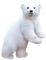 Polar.Bear.Cub.White