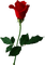 fleur - Free PNG Animated GIF