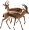 Antilope - png ฟรี GIF แบบเคลื่อนไหว