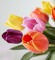 image encre bon anniversaire couleur fleurs tulipes mariage effet  edited by me - PNG gratuit GIF animé
