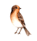 Kaz_Creations Birds Bird - бесплатно png анимированный гифка