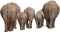 elephants -Animals - PNG gratuit GIF animé