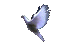 Le pigeon - Dove - GIF animé gratuit GIF animé