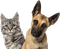 cat dog animals family - безплатен png анимиран GIF