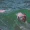 surfing bg gif surf surfant fond - GIF animé gratuit GIF animé