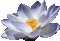 Lotus Flower - GIF animate gratis