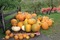 citrouille halloween - darmowe png animowany gif